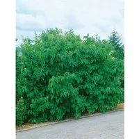 Morus Nigra Schwarze Maulbeere Jerusalem 50-60 cm - Obstbaum mit süßen, tiefschwarzen Früchten, ideal für Snacks oder Marmeladen. Pflegeleicht und winterhart, perfekt für Kübel oder im Garten, Wuchshöhe bis 300 cm.