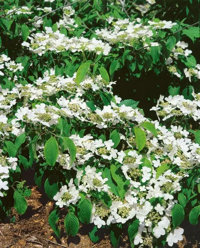 Viburnum Plicatum St. Keverne Japanischer Schneeball 80–100 cm