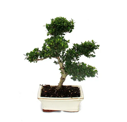 Exotenherz Bonsai Ilex crenata
