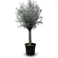 Sunny-Tree  Olivenbaum Olea Europea  Winterharte Olivenbaum 240 cm