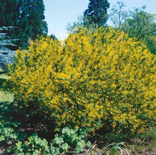 Cytisus sessilifolius 20–30 cm – Winterhart, Mehrjährig, Pflegeleicht – Besenginster – Zierstrauch für Beet & Steingarten