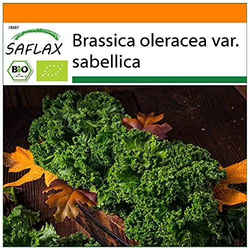 SAFLAX - BIO - Grünkohl - Westland Winter - 70 Samen - Brassica oleracea