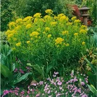 Euphorbia Palustris Walenburgs Glorie Sumpf Wolfsmilch Ca. 9x9 cm Topf