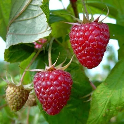 Tayberry Buckingham Thornless Kreuzung aus Himbeere und Brombeere, 40-60 cm mit 2-3 Liter Topfballen