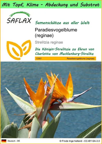 SAFLAX Blumensamen SAFLAX