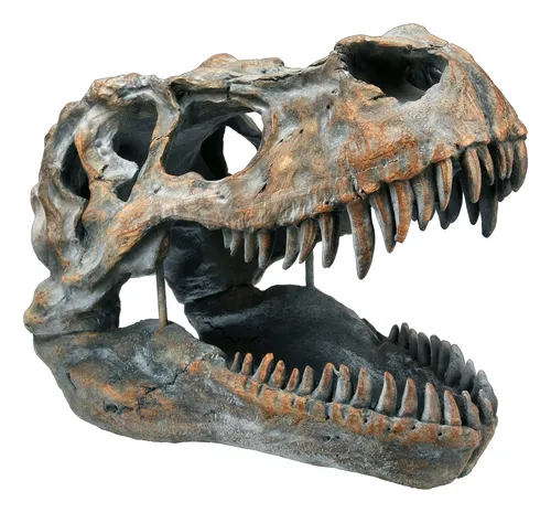 Tyrannosaurus Rex Totenkopf - Mittel - Deko Figur - Kopfskulpturen, eindrucksvolles Wandrelief eines T-Rex Schädel, vielseitig einsetzbar zum Hängen oder Stellen, Höhe: 25 cm, für Dino-Fans!