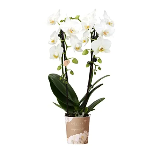 Kolibri Orchids Weiße Phalaenopsis Orchidee Niagara Fall 9cm - Elegante weiße Phalaenopsis Orchidee im 9 cm Topf. Ideal für jedes Interieur, bringt sie Stil und Eleganz in Ihr Zuhause oder als Geschenk für besondere Anlässe.