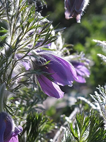 Gewöhnliche Küchenschelle, Kuhschelle (Pulsatilla vulgaris) 30 Samen