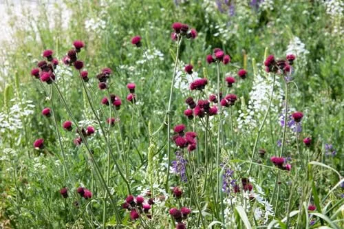Cirsium rivulare ca. 11x11 cm Topf - Bach-Kratzdistel, purpurrote Blüten, Blütezeit Mai-Juli, ideal für feuchte Standorte, bienenfreundlich, pflegeleicht