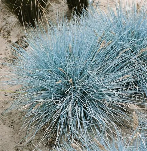 Festuca cinerea 'Uchte' 9 cm Topf – Winterhart, Mehrjährig, Pflegeleicht – Blau-Schwingel – Ziergras für Steingarten & Beet