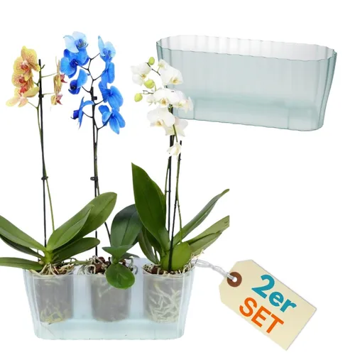 2er Set Orchideentopf Transparent Orchideen Über Pflanz Innen groß Kunststoff