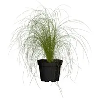 Stipa Tenuissima Ponytails Zartes Federgras 2 Liter Container