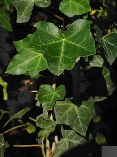 Hedera helix Hibernica von Baumschule