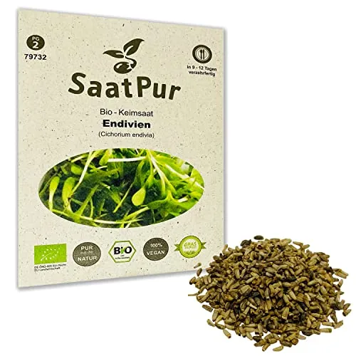 Endivien BIO Keimsprossen von SaatPur - Sprossen, Microgreens - 20g