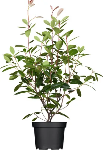 Photinia fraseri 'Red Robin' - Glanzmispel, immergrüner Zierstrauch mit rotem Austrieb - Blumen & Stauden, ideal für Sichtschutz oder als Solitärpflanze, mit beeindruckendem roten Blattwerk im Frühjahr und weißen Blütenständen.