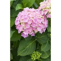 Hydrangea macrophylla 'Bela Rosa' - Bauernhortensie - Ziergehölze mit großen, runden Blüten in sattem Rosa, ideal für halbschattige Lagen. Perfekt als Kübelpflanze oder im Garten, sorgt für langanhaltende Blütenpracht von Juni bis September.