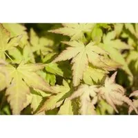 Acer palmatum Katsura - Japanischer Fächerahorn - Ziergehölz mit einzigartigem, farbenfrohem Laub von Aprikose bis Gold, ideal für stilvolle Gartenkompositionen und als exklusive Kübelpflanze.