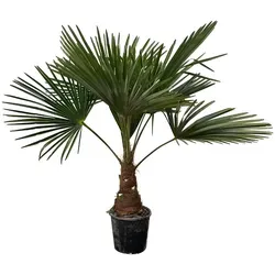 Everspring Zimmerpflanze Sonnenliebend mit Fächerförmigen Blättern, Ø21 cm, 100 cm Hoch – Trachycarpus (Fächerpalme) | e-Flora