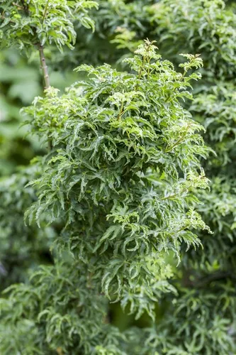Acer palmatum Shishigashira - Löwenkopf-Japanischer Ahorn - Ziergehölze mit einzigartiger skulpturaler Form, pflegeleicht und ideal für kleine Gärten, bietet leuchtende Herbstfarben und ökologischen Nutzen.