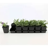 Bodendecker Vinca Minor Rubra P 0,5