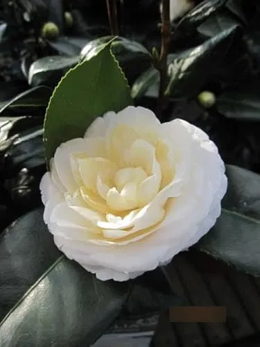 Japanische Kamelie Alba Plena - Camellia japonica alba plena
