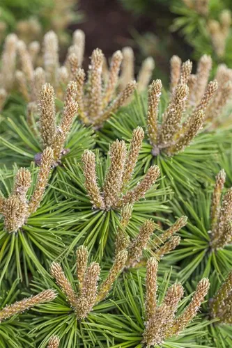 Pflanzen für Dich Konifere Pinus mugo Klostergrün, kompakt & immergrün - Kompakte Bergkiefer für sonnige, windgeschützte Standorte. Ideal für kleine Gärten, pflegeleicht und robust. Wuchsform: Kugelig, Topfgröße 30-40 cm.
