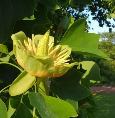 Amerikanischer Tulpenbaum 100-125cm