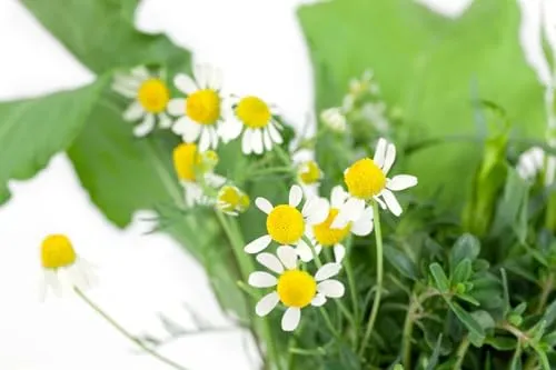 Matricaria recutita 9x9 cm Topf – Pflegeleicht – Echte Kamille – Kräuterpflanze für Kräuterbeet & Balkon