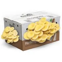 Hawlik Pilzbrut Kleine Limonenpilz-Kultur zum Pilze Züchten Komplettset für Pilzzucht Zuhause