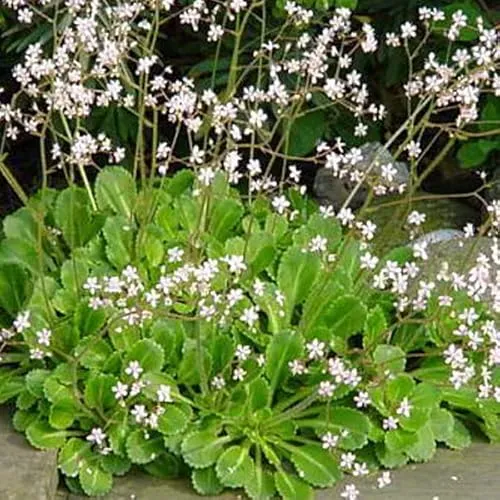 Bastard Porzellanblümchen - Saxifraga Urbium Topf 9x9cm: Zierlicher Bodendecker mit weißen Blüten 6 x