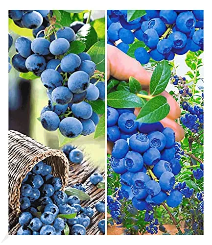 BALDUR Garten Heidelbeer-Sortiment, 2 Pflanzen - Obstsamen & -pflanzen, winterhart und selbstfruchtend mit hohen Erträgen von großen, leckeren Beeren!