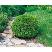 Thuja occidentalis 'Recurva Nana' - Kompakter Zwerg-Lebensbaum für Kübel und kleine Gärten - Immergrüner, pflegeleichter Lebensbaum mit dichten, dunkelgrünen Nadeln. Ideal für kleine Gärten oder Terrassen, bringt Farbe und Sichtschutz das ganze Jahr über. Winterhart bis -25 °C.