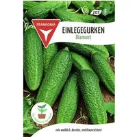 FRANKONIA® Einlegegurke Diamant F1 - Hochwertiges Saatgut für Hobbygärtner - Exzellente, glatte Einlegegurken mit hohem Ertrag. Robuste Pflanzen mit Resistenz gegen Schädlinge und Krankheiten. Einfache Anzucht und lange Erntezeit von August bis Oktober für vielseitige Verwendung.