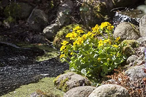Caltha palustris 9x9 cm Topf – Winterhart, Mehrjährig, Pflegeleicht – Sumpfdotterblume – Teichpflanze für Teichrand & Sumpfzone