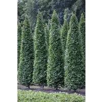 Carpinus Betulus Fastigiata