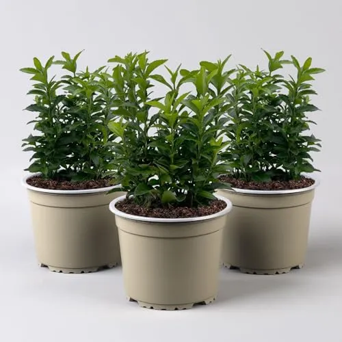 Produktbild Immergrüner japanischer Spindelstrauch 'Green Spire' 3er Set
