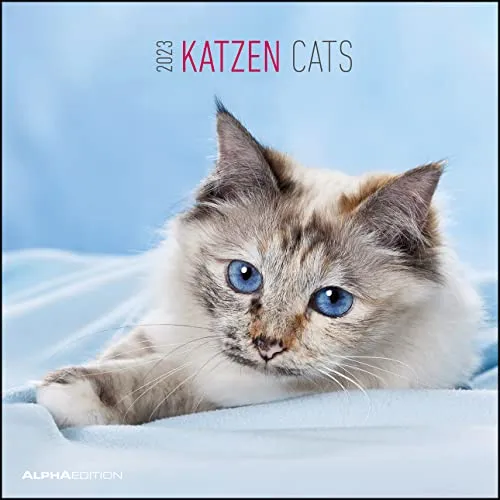 Katzen 2023 - Broschürenkalender 30x30 cm (30x60 geöffnet) - Kalender mit Platz für Notizen - Cats - Bildkalender - Wandplaner - Katzenkalender