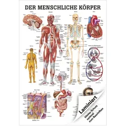 Produktbild Der menschliche Körper Mini-Poster Anatomie 34x24 cm
