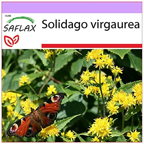 SAFLAX - Heilpflanzen - Echte Goldrute - 100 Samen - Solidago virgaurea