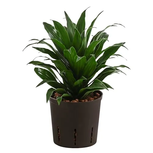Dehner Drachenbaum, Dracaena compacta - Pflegeleichte Zimmerpflanze - Zimmerpflanze, 30 cm hoch mit 13 cm Topf, beeindruckend dicht und pflegeleicht dank Hydrokultur und Wasserstandsanzeiger, sorgt für ein gesünderes Raumklima durch Schadstofffilterung.