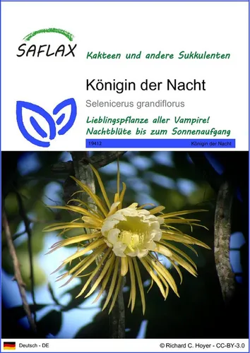SAFLAX Blumensamen SAFLAX von Saflax
