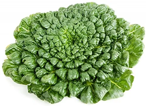 Tatsoi - milder Senfkohl - min. 100 Samen