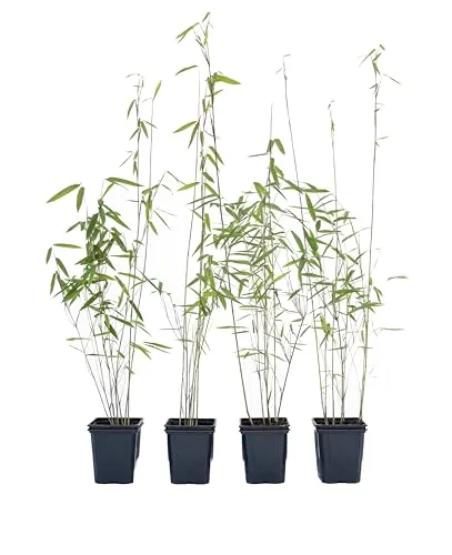 Fargesia nitida Black Pearl