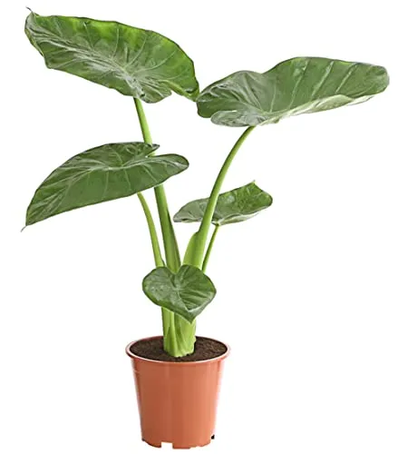 Dehner Pfeilblatt, Alocasia cucullata, herzförmige Blätter, ca. 70-80 cm, Ø Topf 19 cm, Zimmerpflanze