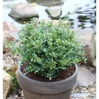 Produktbild Löffel Ilex Dark Green 30-40cm - Ilex crenata