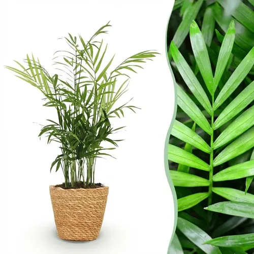 Chamaedorea elegans