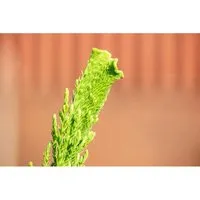 Cryptomeria Japonica Cristata - Japanische Sicheltanne 25–30 cm - Die Japanische Sicheltanne ‘Cristata’ ist ein dekoratives, immergrünes Nadelgehölz mit einzigartiger Wuchsform. Ideal für kleine Gärten und Kübel, bringt sie Farbe und Struktur in jeden Außenbereich.