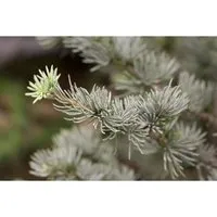 Pflanzen für Dich Atlas-Zeder Cedrus atlantica Glauca