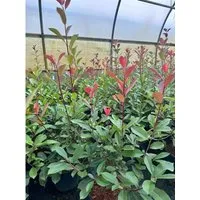 Photinia Fraseri Red Robin Glanzmispel Rot 2 Liter Container
