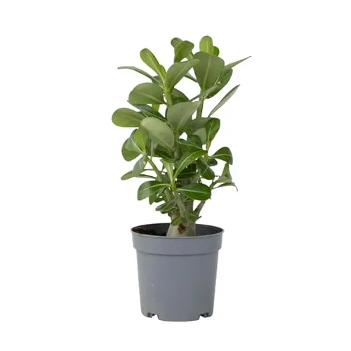 Plant in a Box – Wüstenrose - Adenium Obesum - Höhe 25-40cm - Topf 10,5cm - Blühende Zimmerpflanze